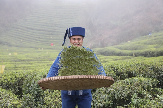 “都匀毛尖茶制作技艺”入选人类非物质文化遗产代表作名录_fororder_IMG_0279.JPG