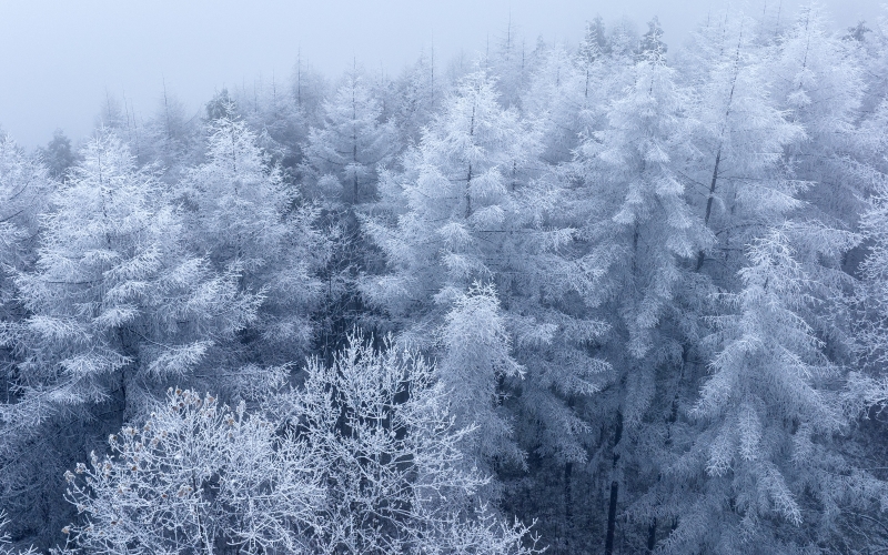 湖北建始：飞瞰林场初雪