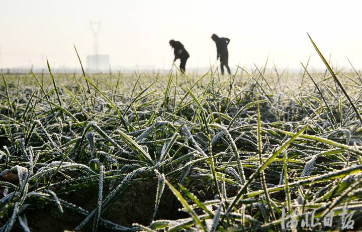 （中首）河北：大雪至 农事忙