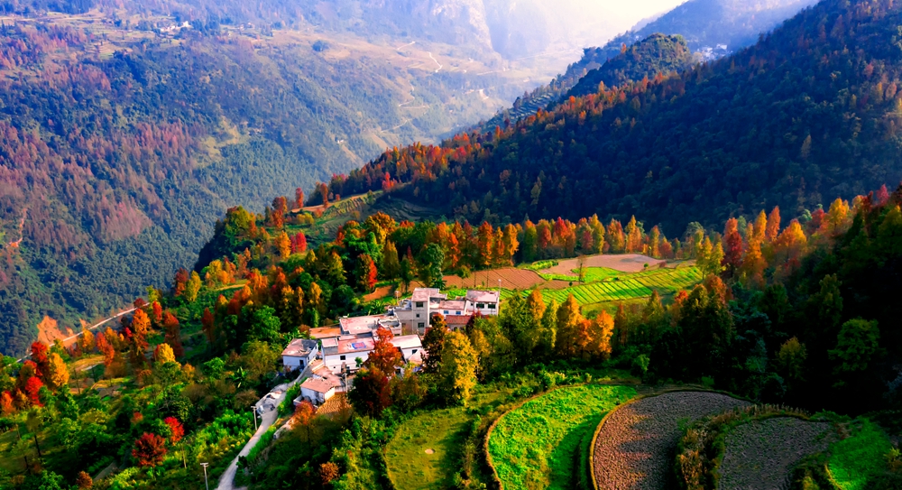 贵州盘州：万亩枫叶“染”红格所河大峡谷_fororder_格所河大峡谷枫林 肖本归 摄影 DJI_0376