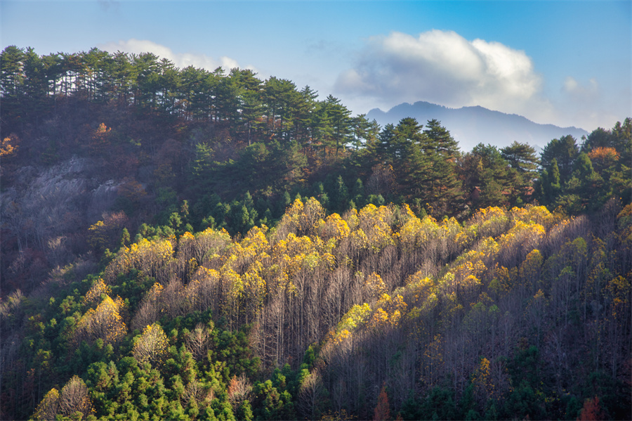 【原创】信阳市商城县：冬日黄柏山 秀美如画卷_fororder_层林尽染  余敦梅 摄