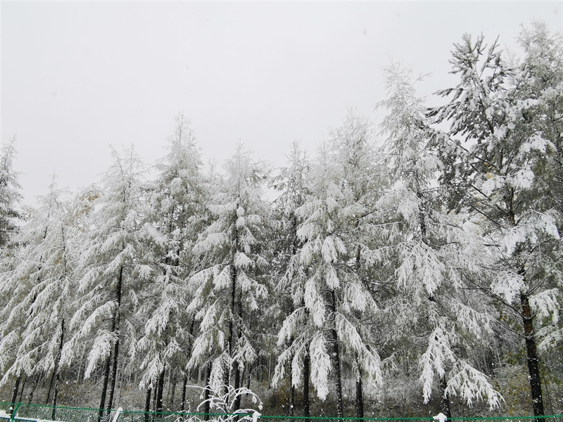 （大美龙江）【黑龙江】【原创】漠河再降雪 银装素裹如童话世界