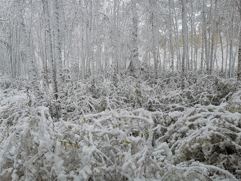 （大美龙江）【黑龙江】【原创】漠河再降雪 银装素裹如童话世界