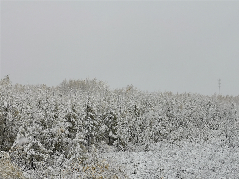 （大美龙江）【黑龙江】【原创】漠河再降雪 银装素裹如童话世界