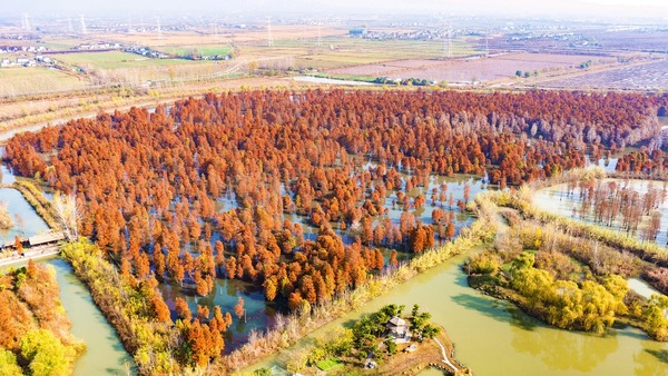 池杉湖：湿地冬妆不逊春