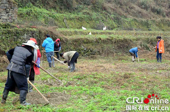 已过审【区县联动】石柱县：5万棵脆红李扎根马武镇