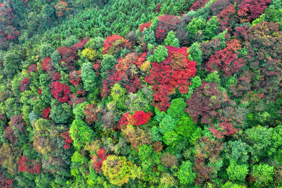 桂林全州：青山多妩媚 层林尽染游人醉_fororder_图片18