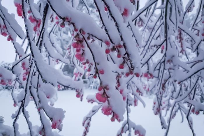 “一夜白头” 澳大利亚首都堪培拉暖春迎雪