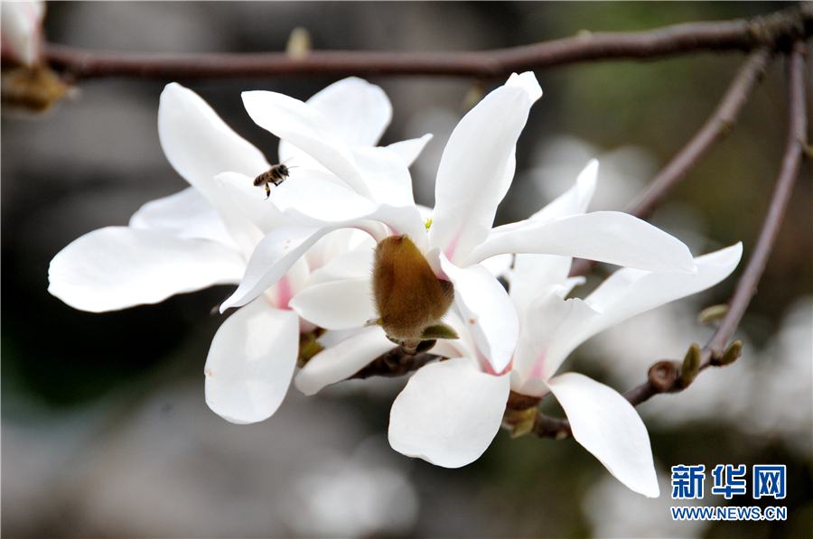 贵阳：春花开 春意浓