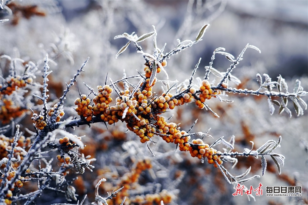 【轮播图】陇南宕昌贾河乡：雪落沙棘林 景色别样美_fororder_2