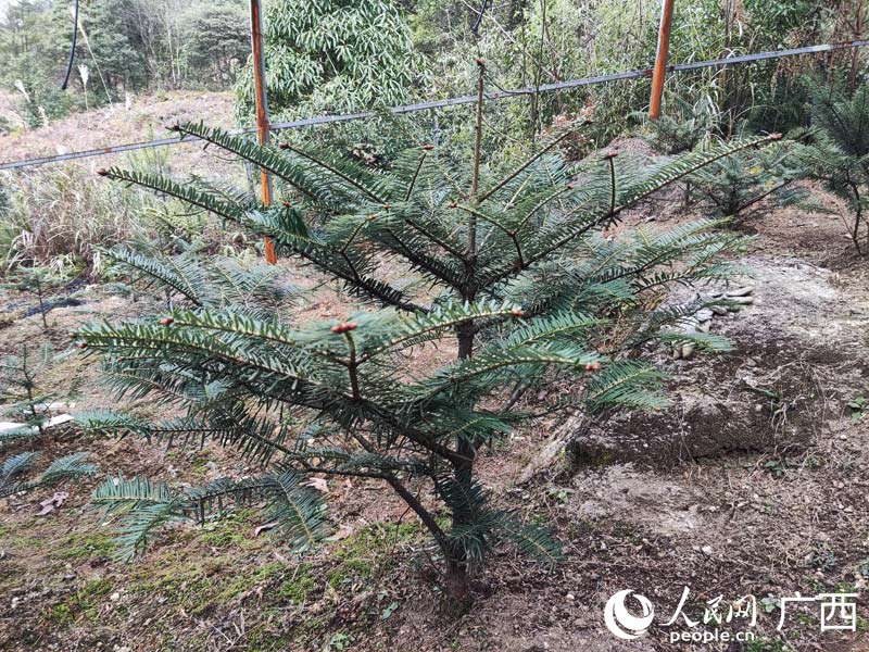 广西积极拯救“植物界熊猫”元宝山冷杉