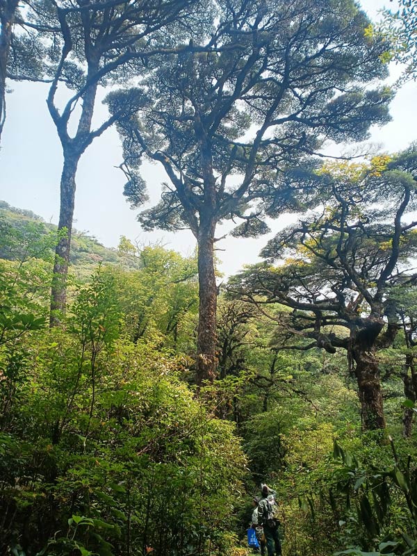 广西积极拯救“植物界熊猫”元宝山冷杉