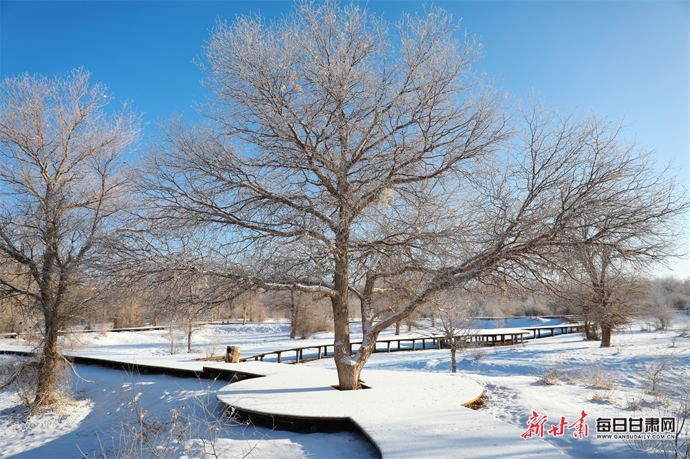 【轮播图】邂逅金塔胡杨林雪景_fororder_6