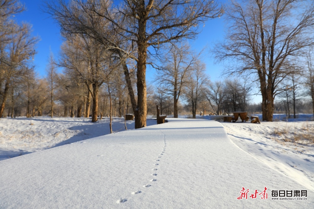 【轮播图】邂逅金塔胡杨林雪景_fororder_3