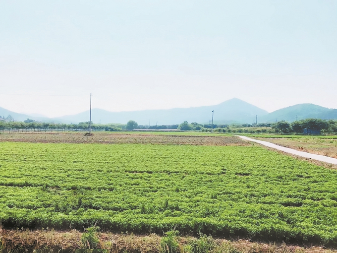 茅山风景区：绽放中药材发展产业之花