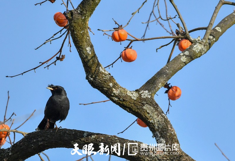 贵阳南明：冬暖柿红鸟欢