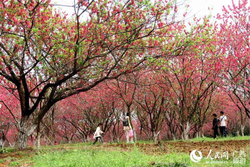 【焦点图】广西桂林：桃花烂漫迎客来