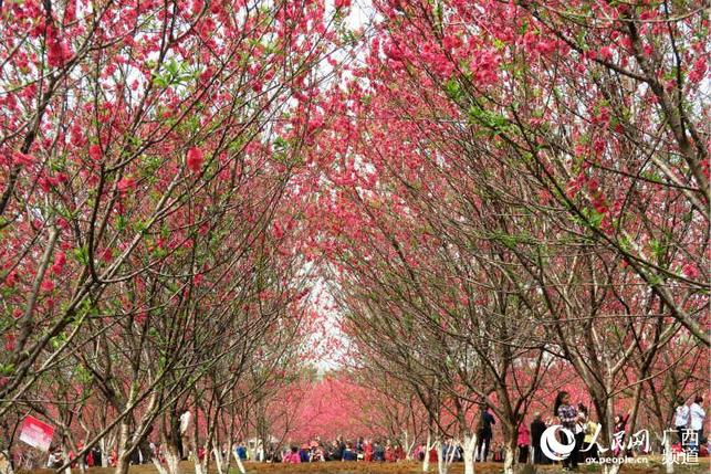 【焦点图】广西桂林：桃花烂漫迎客来