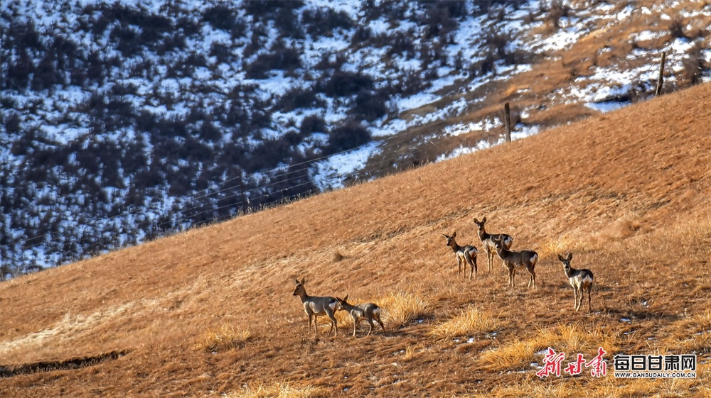 【轮播图】张掖：祁连山下狍鹿雪地“漫步”_fororder_2