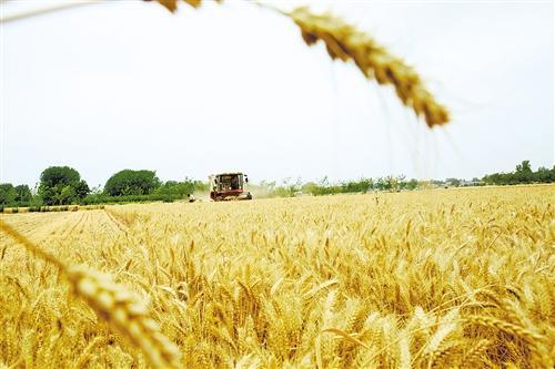 商丘市粮食产量连续7年站稳140亿斤台阶