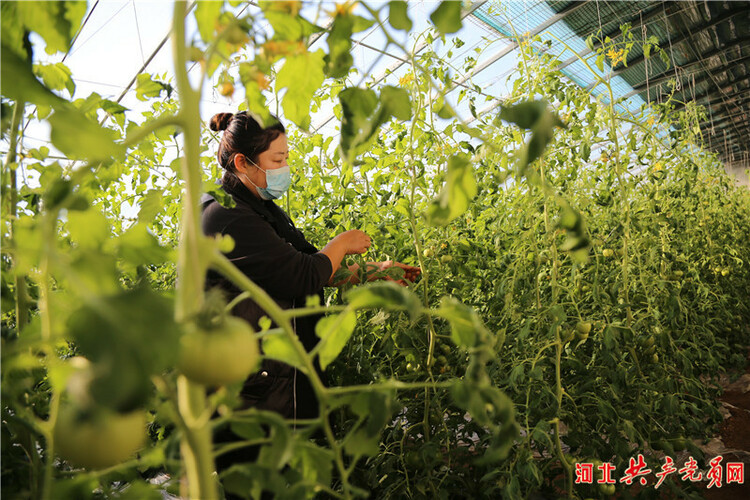 河北迁安：特色蔬菜“抢鲜”上市助农增收