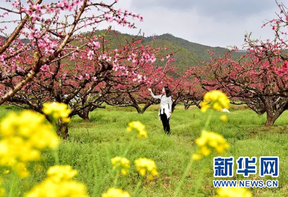 十里桃林醉春光 龙南县2018年南武当桃花节开幕