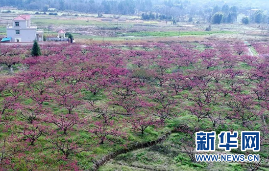 十里桃林醉春光 龙南县2018年南武当桃花节开幕