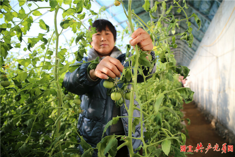 河北迁安：特色蔬菜“抢鲜”上市助农增收