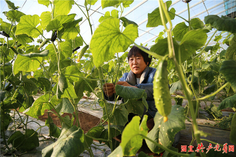 河北迁安：特色蔬菜“抢鲜”上市助农增收