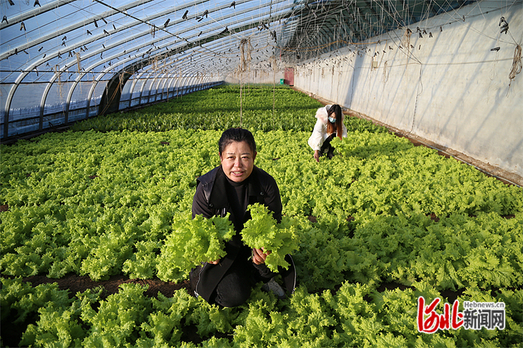 河北迁安：设施农业成色好 兴业富农助振兴_fororder_44