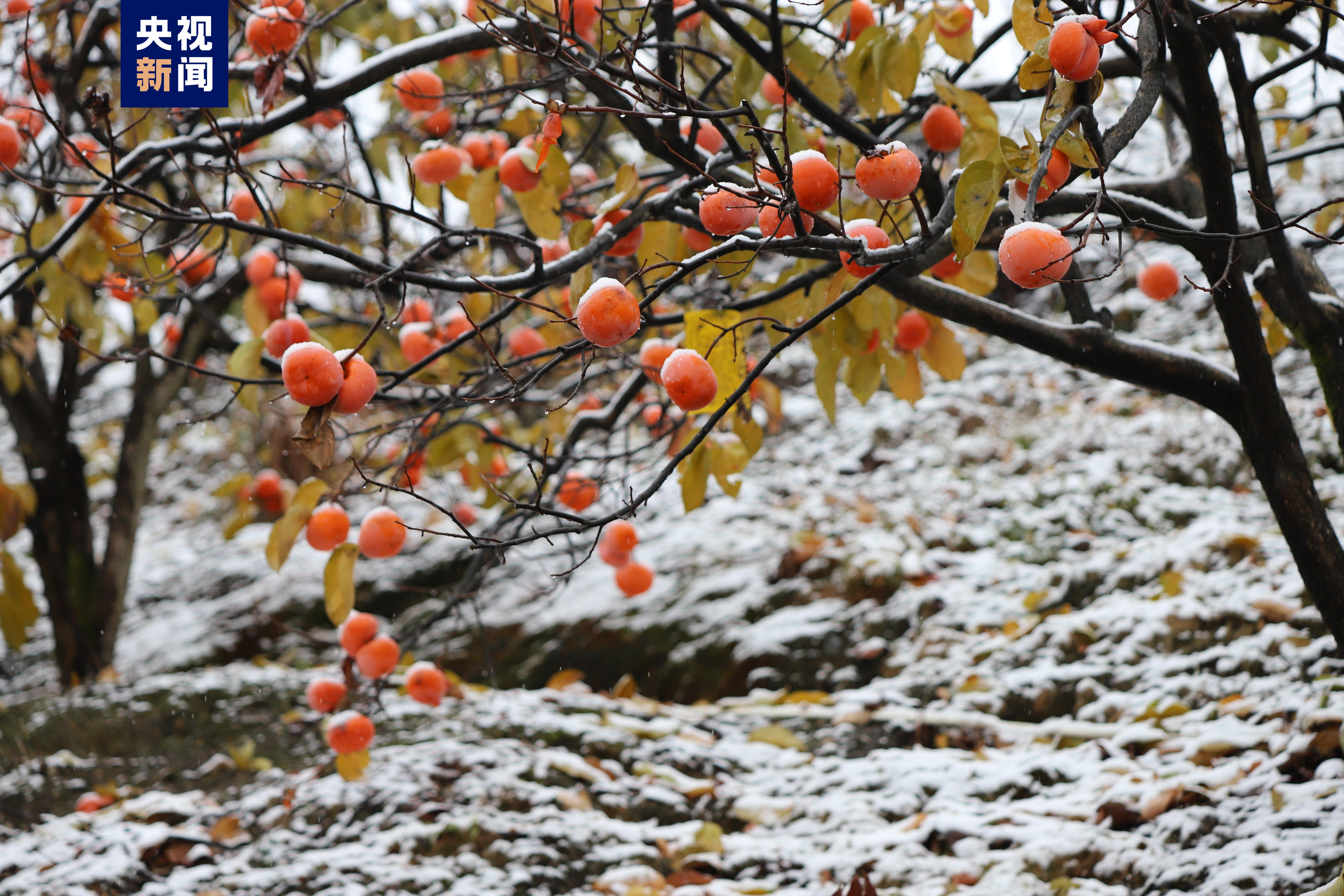 广西多地迎来2022年首场降雪