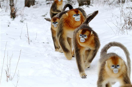 【急稿】【湖北】【客户稿件】湖北神农架景区2019旅游推介会在广州举办