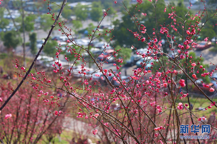 【城市远洋】重庆市沙坪坝：红岩景区红梅花又开_fororder_1129328371_16752397489641n