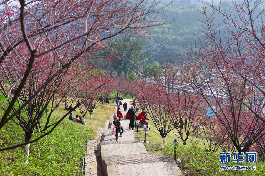 【城市远洋】重庆市沙坪坝：红岩景区红梅花又开_fororder_1129328371_16752397483221n