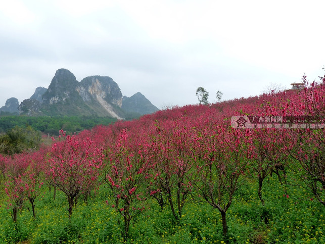 【八桂大地】【热门文章】（首页标题）到花花大世界看桃花朵朵开（内容页标题）到花花大世界看桃花朵朵开 还能“偶遇”卓依婷