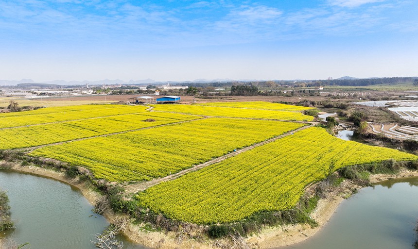 广西南宁：菜心花竞相绽放 金色花海惹人醉