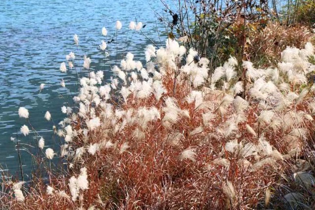 湖北建始：荻花若雪 美不胜收