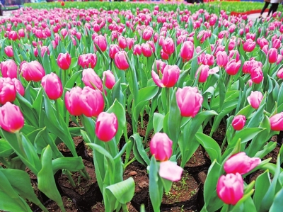 【文旅中原列表】2018宝泉山地郁金香踏青赏花节盛大开幕