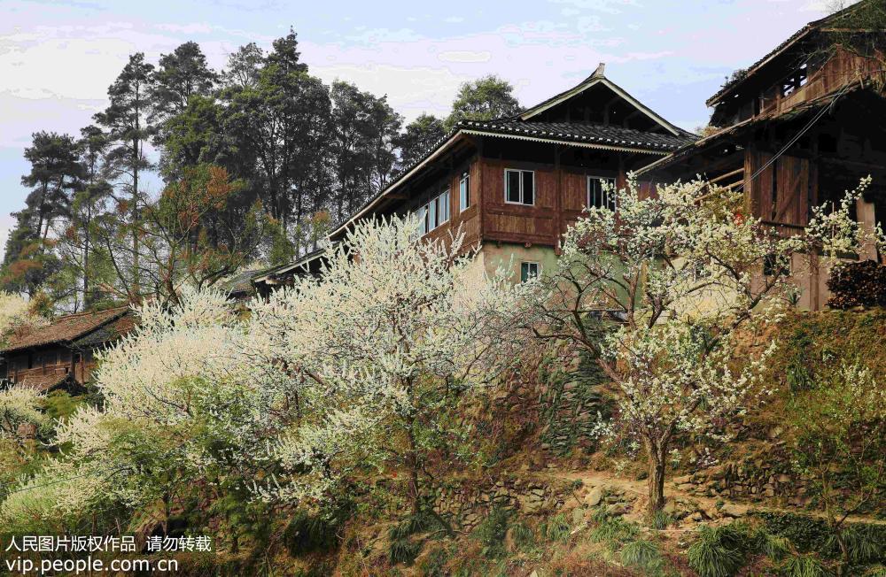 贵州从江：春暖花开村寨美