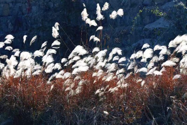 湖北建始：荻花若雪 美不胜收