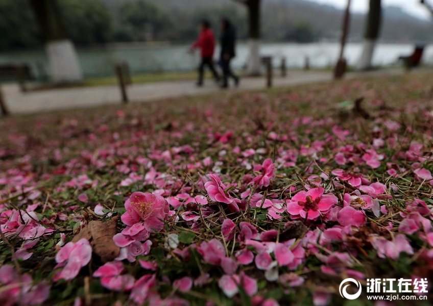 杭州一夜回冬 雨后梅花落满地