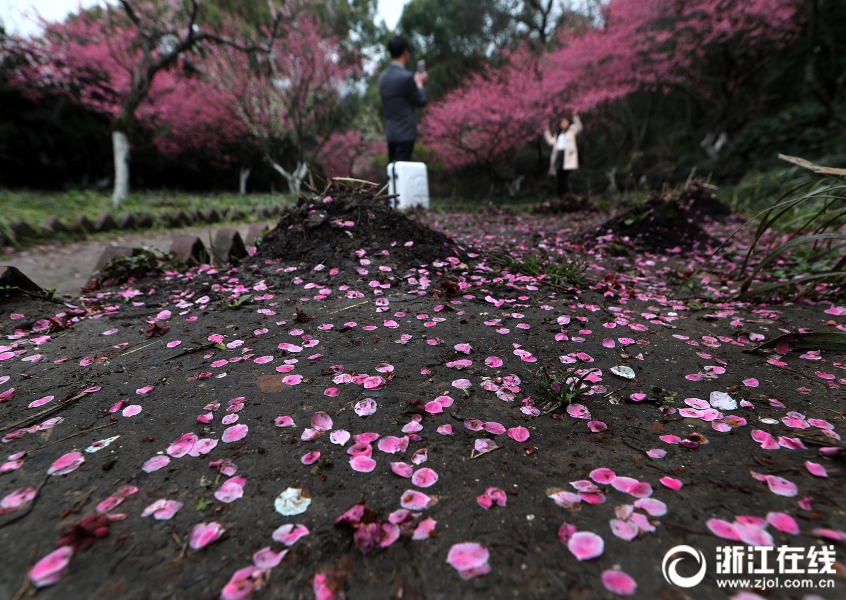 杭州一夜回冬 雨后梅花落满地