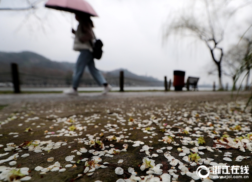 杭州一夜回冬 雨后梅花落满地