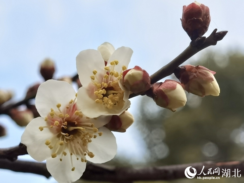 湖北武汉：天暖梅花渐次开