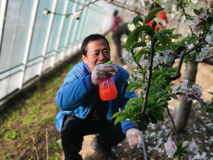 （原创）保定徐水：二十大精神润民心 山乡发展“卯”足劲_fororder_农民为樱桃授粉。刘源 摄