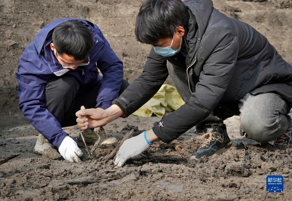 新华全媒+｜河南商丘宋国故城遗址发现大面积千年桑树和柏树枝