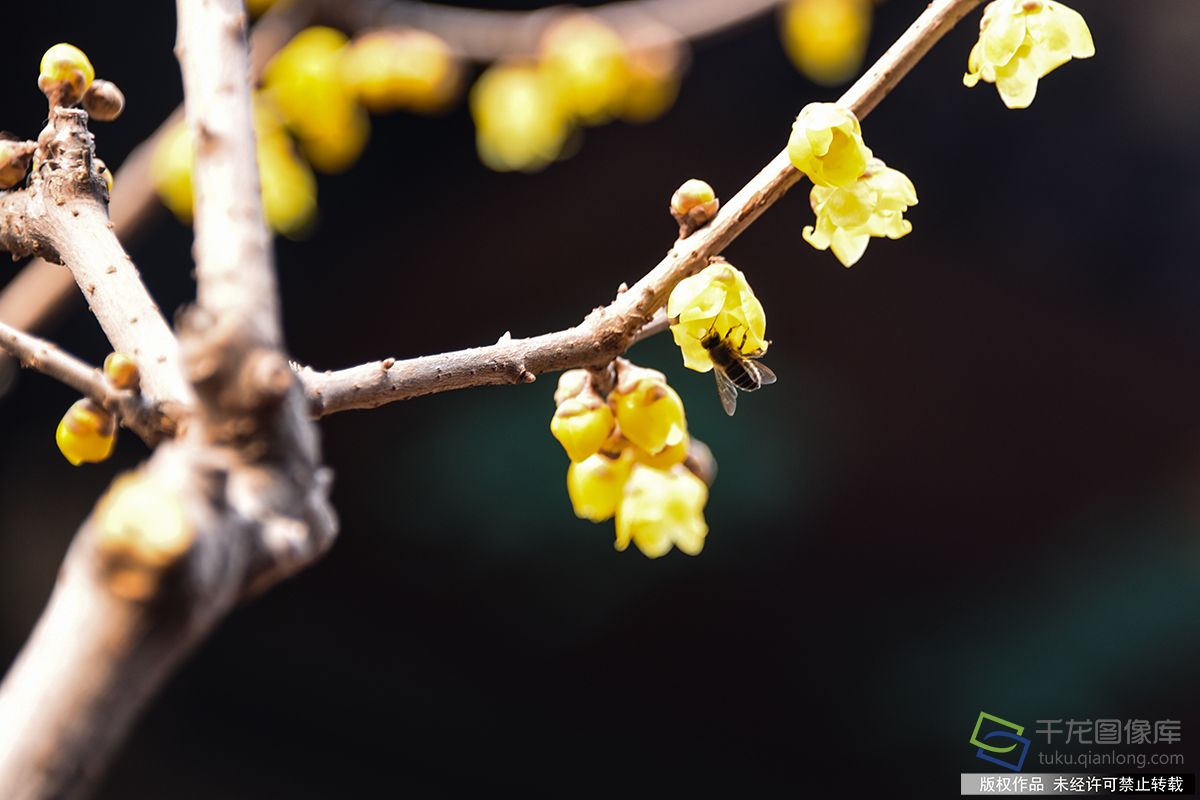 春暖北京 又待一年山花烂漫时