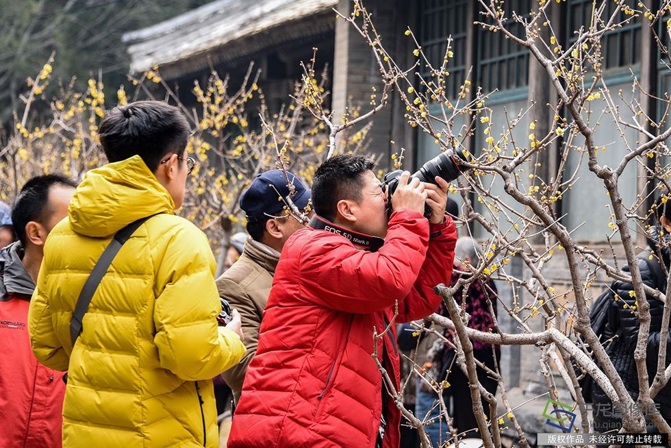 春暖北京 又待一年山花烂漫时