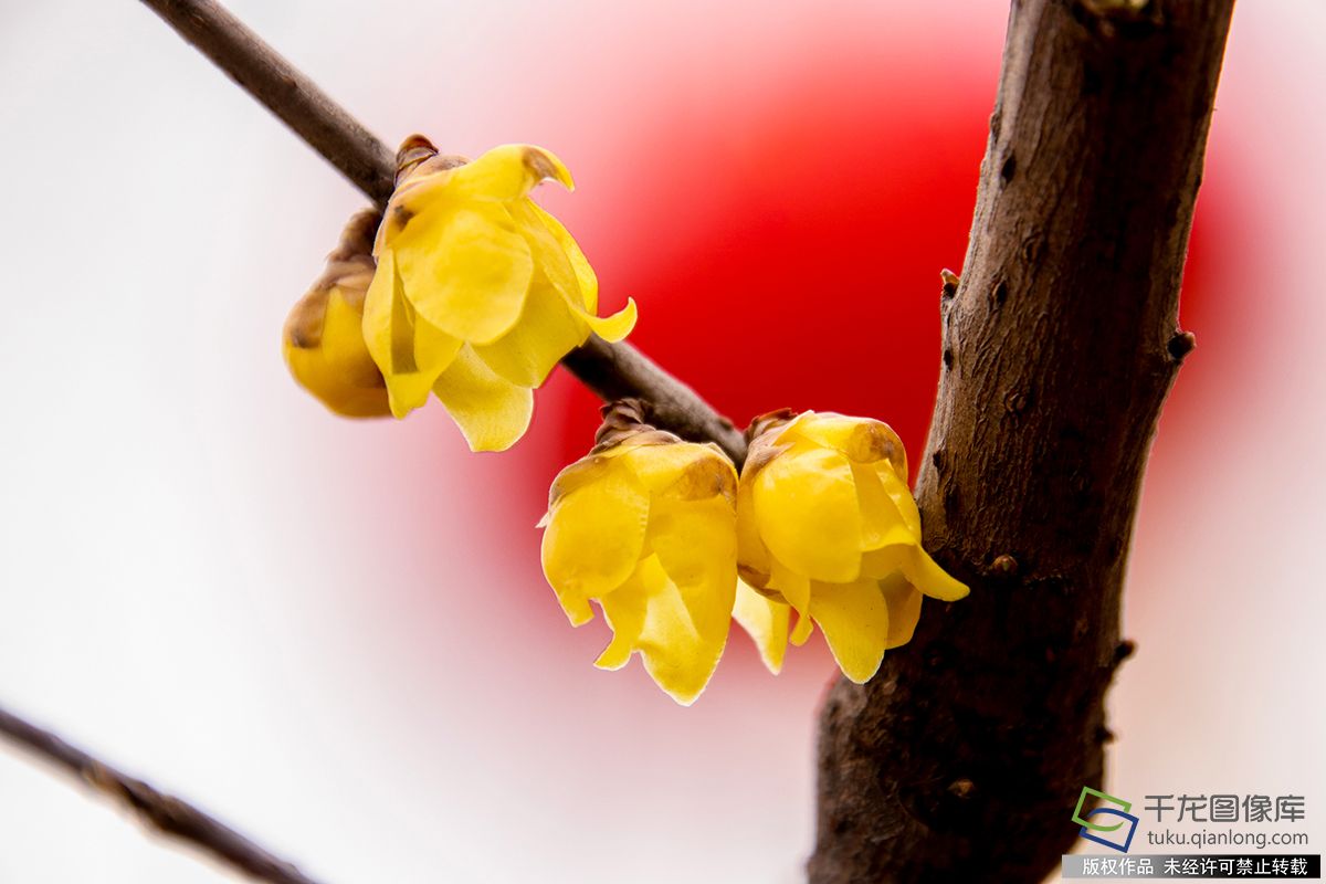 春暖北京 又待一年山花烂漫时