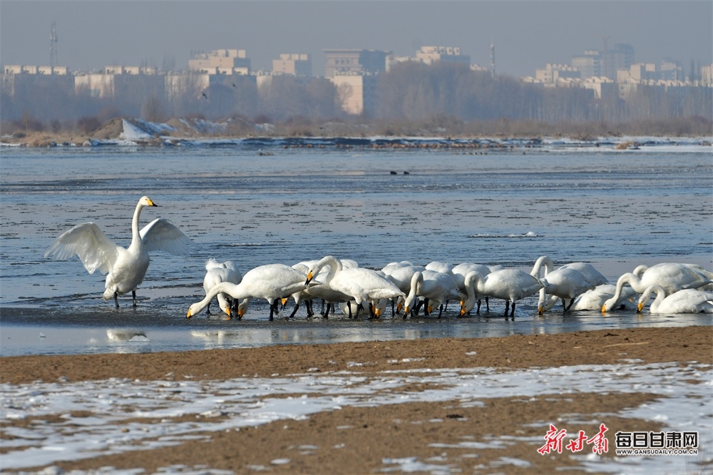 【轮播图】张掖高台黑河湿地天鹅舞蹁跹_fororder_4